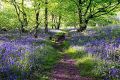 Lavender Woods Parfümöl